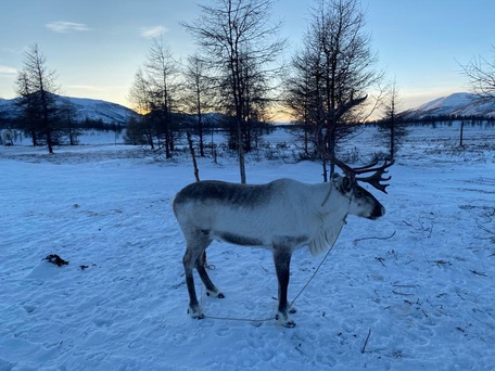 Развлечение на стойбище и дорога до Оймякона
4 день: 27 марта 2026 г.